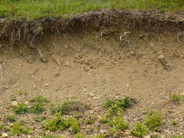 Dirt texture with tangled white roots, severed branches and green foliage